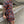 M81 Blaze Button-up